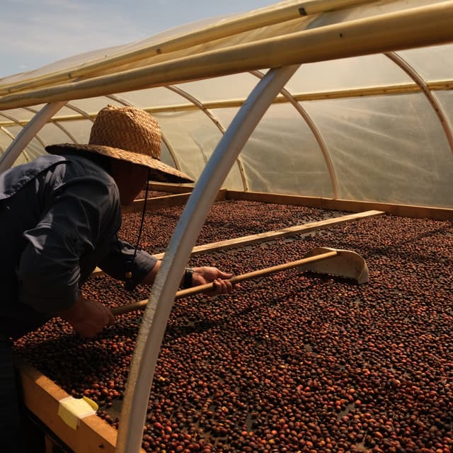 Colombia - El Paraíso - Decaf