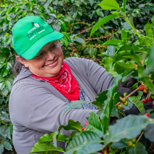 Coope Tarrazu coffee picker surrounded by coffee trees