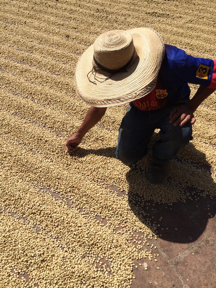 Colombia - Fruity Loops - Gesha