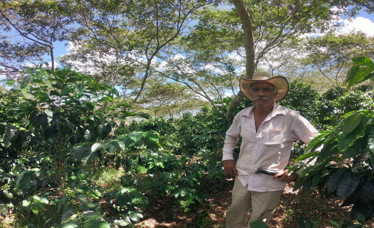 Mexico - Jaltenango - Organic