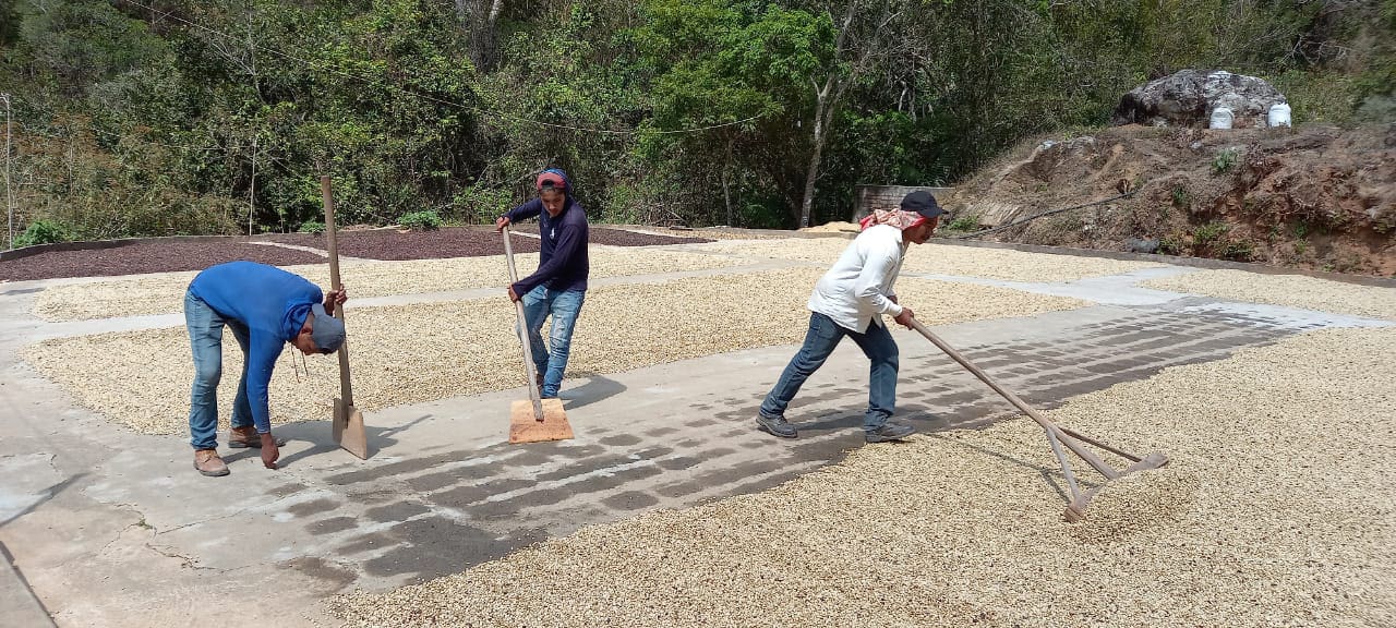 Mexico - Jaltenango - Organic