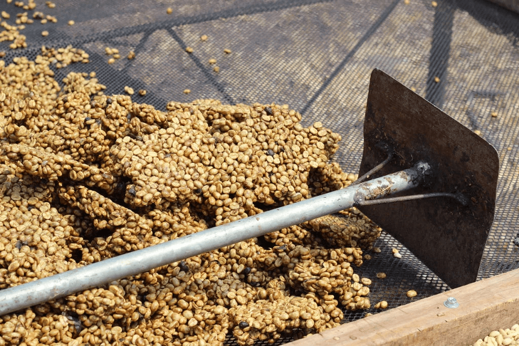 Honey processed coffee being scraped off the raised drying bed.