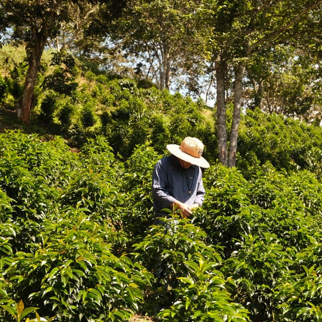 Colombia - El Paraíso - Decaf