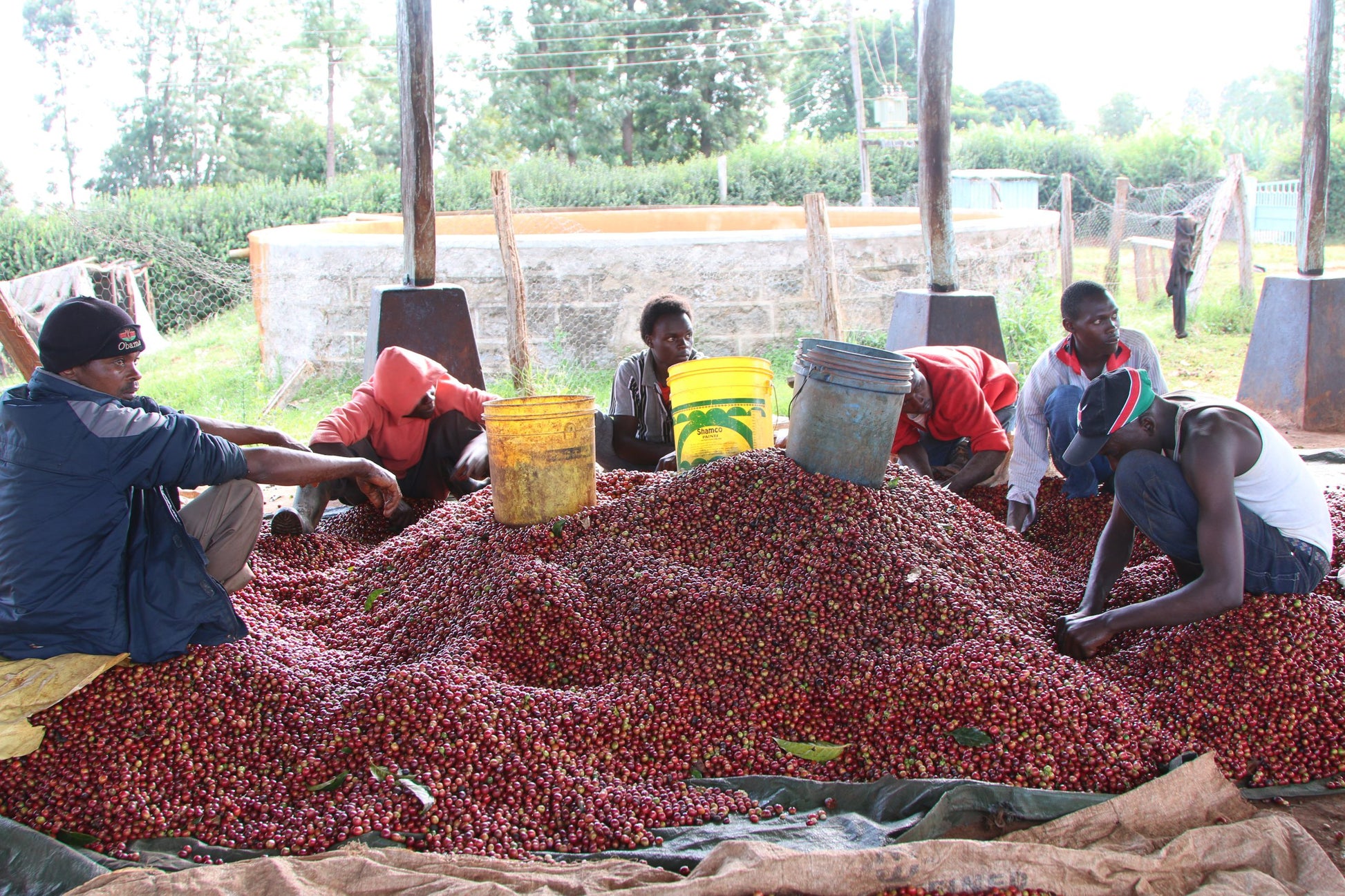 Coffee pickers sorting coffee while sitting next to a pile of coffee cherries.