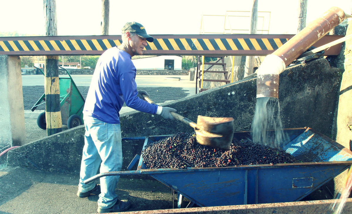 A coffee worker washing freshly picked coffee cherries 