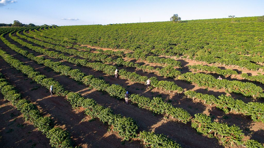 View of coffee pickers working in the plantation