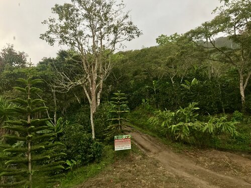 The forested road leading to the coffee farm