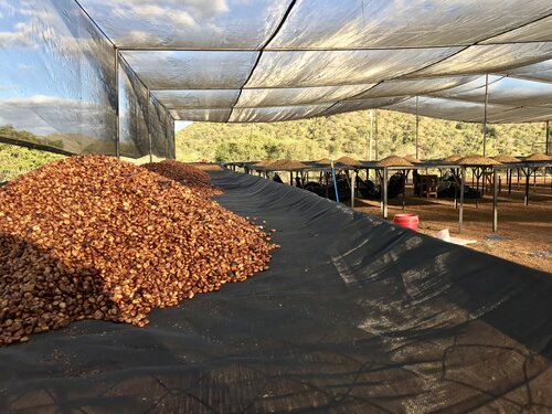 Raised beds of coffee drying under screening
