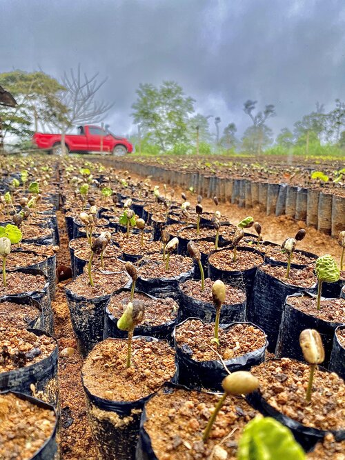 a close-up of many rows of young coffee seedlings 