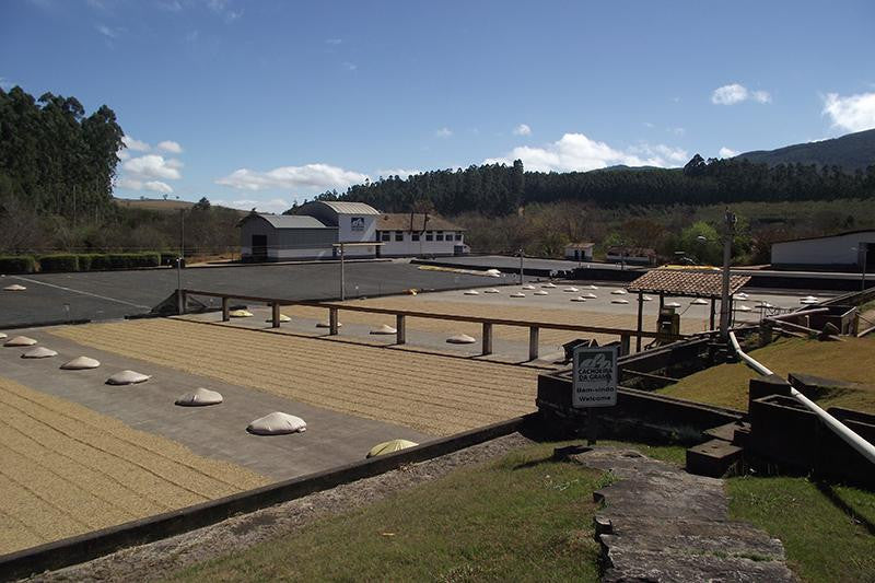 Coffee raked out and drying on large patios 